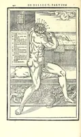 Picture 32 of 47 from De dissectione partium corporis humani libri tres (1545), leaf 282