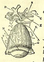 An illustration from De dissectione partium corporis humani libri tres (1545)