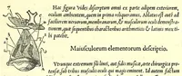 Picture 44 of 47 from De dissectione partium corporis humani libri tres (1545), leaf 327