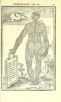 Picture 45 of 47 from De dissectione partium corporis humani libri tres (1545), leaf 357