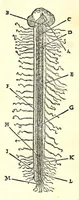 Picture 46 of 47 from De dissectione partium corporis humani libri tres (1545), leaf 370