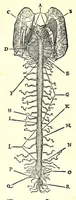 Picture 47 of 47 from De dissectione partium corporis humani libri tres (1545), leaf 370