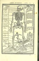 Picture 4 of 47 from De dissectione partium corporis humani libri tres (1545), leaf 41