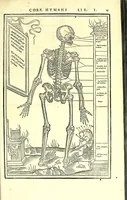 Picture 5 of 47 from De dissectione partium corporis humani libri tres (1545), leaf 43
