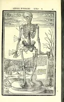 Picture 6 of 47 from De dissectione partium corporis humani libri tres (1545), leaf 71