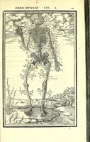 Picture 8 of 47 from De dissectione partium corporis humani libri tres (1545), leaf 87