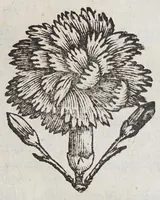 An illustration from De Diua Virgine, Copacauana, in Peruano Noui Mundi regno celeberrima. Liber vnus. : Quo eius origo, & miracula compendio descripta. (1656)