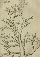 Picture 8 of 23 from De drie boecken der medicijnsche aenmerkingen : in 't Latijn beschreven (1650), leaf 142