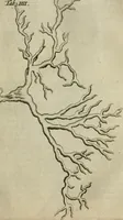 An illustration from De drie boecken der medicijnsche aenmerkingen : in 't Latijn beschreven (1650)