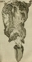 An illustration from De drie boecken der medicijnsche aenmerkingen : in 't Latijn beschreven (1650)