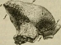 Picture 12 of 23 from De drie boecken der medicijnsche aenmerkingen : in 't Latijn beschreven (1650), leaf 160