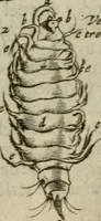 An illustration from De drie boecken der medicijnsche aenmerkingen : in 't Latijn beschreven (1650)