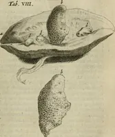 An illustration from De drie boecken der medicijnsche aenmerkingen : in 't Latijn beschreven (1650)