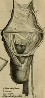 An illustration from De drie boecken der medicijnsche aenmerkingen : in 't Latijn beschreven (1650)