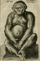 An illustration from De drie boecken der medicijnsche aenmerkingen : in 't Latijn beschreven (1650)