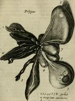 Picture 5 of 23 from De drie boecken der medicijnsche aenmerkingen : in 't Latijn beschreven (1650), leaf 74