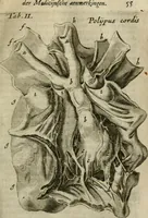 An illustration from De drie boecken der medicijnsche aenmerkingen : in 't Latijn beschreven (1650)