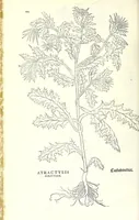 Picture 1 of 10 from De historia stirpivm commentarii insignes, maximis impensis et vigiliis elaborati, adiectis earvndem vivis plvsqvam quingentis imaginibus, nunquam antea ad naturae imitationem artificiosius effictis & expressis (1542), leaf 154