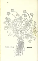 Picture 2 of 10 from De historia stirpivm commentarii insignes, maximis impensis et vigiliis elaborati, adiectis earvndem vivis plvsqvam quingentis imaginibus, nunquam antea ad naturae imitationem artificiosius effictis & expressis (1542), leaf 178