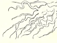 Picture 3 of 10 from De historia stirpivm commentarii insignes, maximis impensis et vigiliis elaborati, adiectis earvndem vivis plvsqvam quingentis imaginibus, nunquam antea ad naturae imitationem artificiosius effictis & expressis (1542), leaf 222