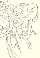 An illustration from De historia stirpivm commentarii insignes, maximis impensis et vigiliis elaborati, adiectis earvndem vivis plvsqvam quingentis imaginibus, nunquam antea ad naturae imitationem artificiosius effictis & expressis (1542)