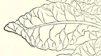 Picture 10 of 10 from De historia stirpivm commentarii insignes, maximis impensis et vigiliis elaborati, adiectis earvndem vivis plvsqvam quingentis imaginibus, nunquam antea ad naturae imitationem artificiosius effictis & expressis (1542), leaf 882