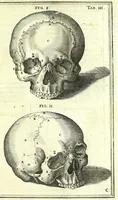 Picture 8 of 36 from De humani corporis fabrica libri decem : (1632), leaf 451