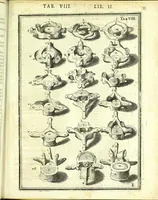 An illustration from De humani corporis fabrica libri decem : (1632)