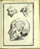 An illustration from De humani corporis fabrica libri decem : (1632)