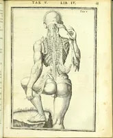 An illustration from De humani corporis fabrica libri decem : (1632)