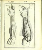 Picture 17 of 36 from De humani corporis fabrica libri decem : (1632), leaf 521