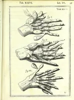 An illustration from De humani corporis fabrica libri decem : (1632)