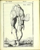 An illustration from De humani corporis fabrica libri decem : (1632)