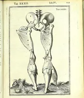 An illustration from De humani corporis fabrica libri decem : (1632)