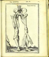 An illustration from De humani corporis fabrica libri decem : (1632)