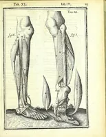An illustration from De humani corporis fabrica libri decem : (1632)