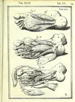 An illustration from De humani corporis fabrica libri decem : (1632)