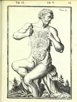 An illustration from De humani corporis fabrica libri decem : (1632)
