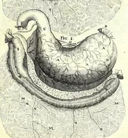 An illustration from De humani corporis fabrica libri decem : (1632)
