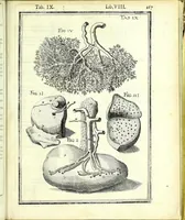 An illustration from De humani corporis fabrica libri decem : (1632)