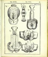 An illustration from De humani corporis fabrica libri decem : (1632)