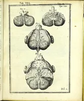 An illustration from De humani corporis fabrica libri decem : (1632)