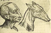 Picture 20 of 62 from De hvmana physiognomonia Ioannis Baptistae Portae Neapolitani libri IIII : qvi ab extimis, quae in hominum corporibus conspiciuntur signis, ita eorum naturas, mores & consilia (egregiis ad viuum expressis iconibvs) demonstrant, vt intimos animi recessus penetrare videantur ... : nunc ab innumeris mendis, quibus passim neapolitana scatebat editio, emendati, primumq[ue] in Germania in lucem editi : cum duplici rerum & verborum indice longe locupletissimo (1593), leaf 141