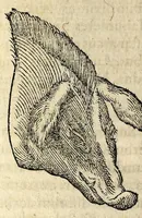 An illustration from De hvmana physiognomonia Ioannis Baptistae Portae Neapolitani libri IIII : qvi ab extimis, quae in hominum corporibus conspiciuntur signis, ita eorum naturas, mores & consilia (egregiis ad viuum expressis iconibvs) demonstrant, vt intimos animi recessus penetrare videantur ... : nunc ab innumeris mendis, quibus passim neapolitana scatebat editio, emendati, primumq[ue] in Germania in lucem editi : cum duplici rerum & verborum indice longe locupletissimo (1593)