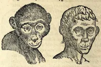Picture 27 of 62 from De hvmana physiognomonia Ioannis Baptistae Portae Neapolitani libri IIII : qvi ab extimis, quae in hominum corporibus conspiciuntur signis, ita eorum naturas, mores & consilia (egregiis ad viuum expressis iconibvs) demonstrant, vt intimos animi recessus penetrare videantur ... : nunc ab innumeris mendis, quibus passim neapolitana scatebat editio, emendati, primumq[ue] in Germania in lucem editi : cum duplici rerum & verborum indice longe locupletissimo (1593), leaf 158