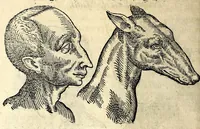 An illustration from De hvmana physiognomonia Ioannis Baptistae Portae Neapolitani libri IIII : qvi ab extimis, quae in hominum corporibus conspiciuntur signis, ita eorum naturas, mores & consilia (egregiis ad viuum expressis iconibvs) demonstrant, vt intimos animi recessus penetrare videantur ... : nunc ab innumeris mendis, quibus passim neapolitana scatebat editio, emendati, primumq[ue] in Germania in lucem editi : cum duplici rerum & verborum indice longe locupletissimo (1593)