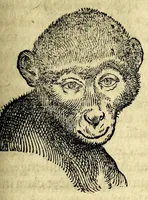 An illustration from De hvmana physiognomonia Ioannis Baptistae Portae Neapolitani libri IIII : qvi ab extimis, quae in hominum corporibus conspiciuntur signis, ita eorum naturas, mores & consilia (egregiis ad viuum expressis iconibvs) demonstrant, vt intimos animi recessus penetrare videantur ... : nunc ab innumeris mendis, quibus passim neapolitana scatebat editio, emendati, primumq[ue] in Germania in lucem editi : cum duplici rerum & verborum indice longe locupletissimo (1593)