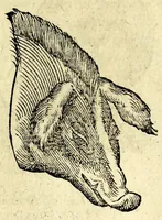 Picture 46 of 62 from De hvmana physiognomonia Ioannis Baptistae Portae Neapolitani libri IIII : qvi ab extimis, quae in hominum corporibus conspiciuntur signis, ita eorum naturas, mores & consilia (egregiis ad viuum expressis iconibvs) demonstrant, vt intimos animi recessus penetrare videantur ... : nunc ab innumeris mendis, quibus passim neapolitana scatebat editio, emendati, primumq[ue] in Germania in lucem editi : cum duplici rerum & verborum indice longe locupletissimo (1593), leaf 231