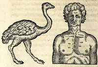 Picture 50 of 62 from De hvmana physiognomonia Ioannis Baptistae Portae Neapolitani libri IIII : qvi ab extimis, quae in hominum corporibus conspiciuntur signis, ita eorum naturas, mores & consilia (egregiis ad viuum expressis iconibvs) demonstrant, vt intimos animi recessus penetrare videantur ... : nunc ab innumeris mendis, quibus passim neapolitana scatebat editio, emendati, primumq[ue] in Germania in lucem editi : cum duplici rerum & verborum indice longe locupletissimo (1593), leaf 284
