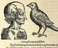 Picture 55 of 62 from De hvmana physiognomonia Ioannis Baptistae Portae Neapolitani libri IIII : qvi ab extimis, quae in hominum corporibus conspiciuntur signis, ita eorum naturas, mores & consilia (egregiis ad viuum expressis iconibvs) demonstrant, vt intimos animi recessus penetrare videantur ... : nunc ab innumeris mendis, quibus passim neapolitana scatebat editio, emendati, primumq[ue] in Germania in lucem editi : cum duplici rerum & verborum indice longe locupletissimo (1593), leaf 306